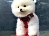 İstanbul'Da Mağazamızdan Pomeranian Boo Oğlumuz