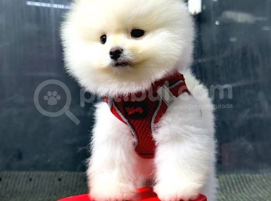 İstanbul'Da Mağazamızdan Pomeranian Boo Oğlumuz görsel