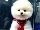 İstanbul'da Mağazamızdan Pomeranian Boo Oğlumuz