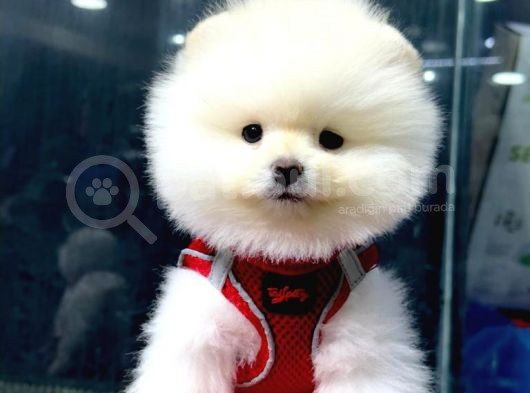 İstanbul'Da Mağazamızdan Pomeranian Boo Oğlumuz