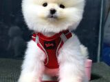 İstanbul'Da Mağazamızdan Pomeranian Boo Oğlumuz