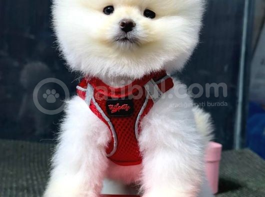 İstanbul'Da Mağazamızdan Pomeranian Boo Oğlumuz görsel