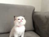 Safkan Ragdoll Açiklamayi Okuyunuz