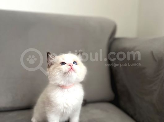 Safkan Ragdoll Açiklamayi Okuyunuz