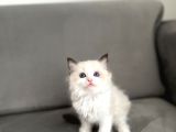 Safkan Ragdoll Açiklamayi Okuyunuz
