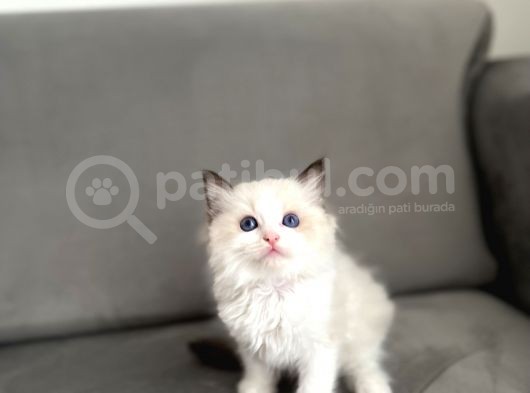 Safkan Ragdoll Açiklamayi Okuyunuz görsel
