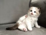 Safkan Ragdoll Açiklamayi Okuyunuz
