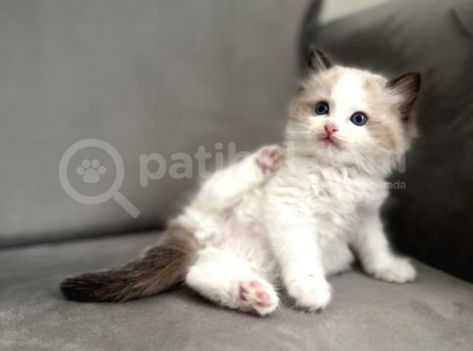 Safkan Ragdoll Açiklamayi Okuyunuz görsel