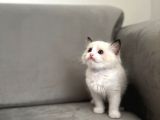 Safkan Ragdoll Açiklamayi Okuyunuz