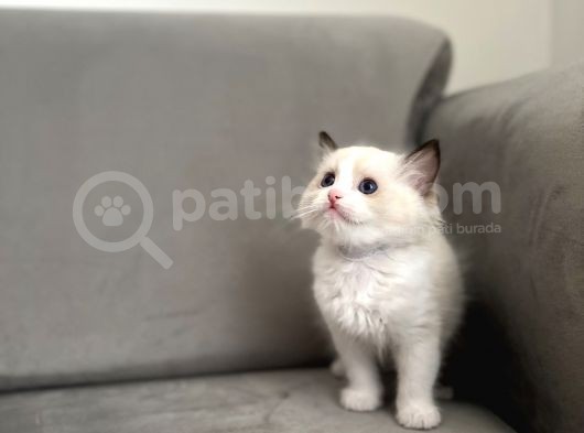 Safkan Ragdoll Açiklamayi Okuyunuz görsel