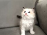 Safkan Ragdoll Açiklamayi Okuyunuz