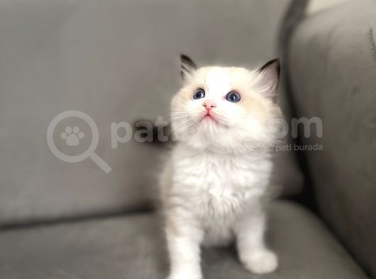 Safkan Ragdoll Açiklamayi Okuyunuz görsel