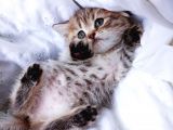 Üst Kalite Dişilerimiz Yeni Yuvalarına Gitmeye Hazır Scottish Fold