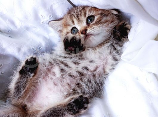 Üst Kalite Dişilerimiz Yeni Yuvalarına Gitmeye Hazır Scottish Fold görsel