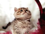 Üst Kalite Dişilerimiz Yeni Yuvalarına Gitmeye Hazır Scottish Fold