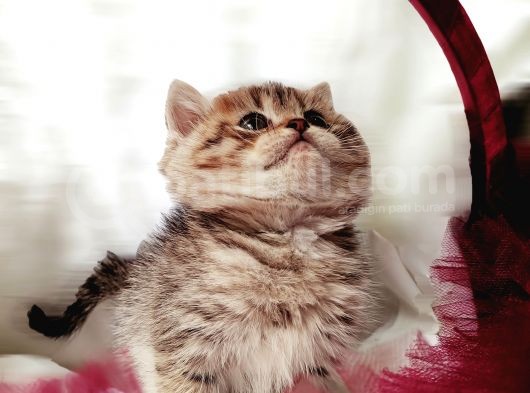 Üst Kalite Dişilerimiz Yeni Yuvalarına Gitmeye Hazır Scottish Fold görsel