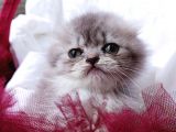 Üst Kalite Dişilerimiz Yeni Yuvalarına Gitmeye Hazır Scottish Fold