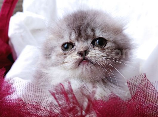 Üst Kalite Dişilerimiz Yeni Yuvalarına Gitmeye Hazır Scottish Fold görsel