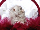 Üst Kalite Dişilerimiz Yeni Yuvalarına Gitmeye Hazır Scottish Fold