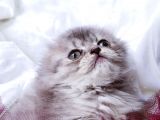 Üst Kalite Dişilerimiz Yeni Yuvalarına Gitmeye Hazır Scottish Fold