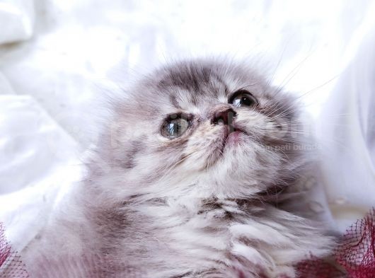 Üst Kalite Dişilerimiz Yeni Yuvalarına Gitmeye Hazır Scottish Fold görsel