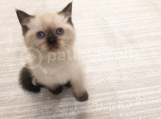 Safkan Bluepoint görsel