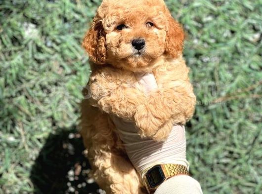 Ruhsatli Ciftligimizden Poodle Bebekler