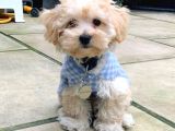 Tüy Dökmez Maltipoo Orjinal Safkan Hipoalerjenik Garantili