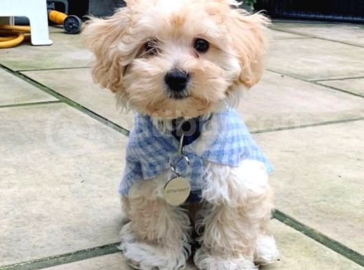 Tüy Dökmez Maltipoo Orjinal Safkan Hipoalerjenik Garantili