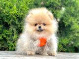 Ayicik Surat Mini Boy Pomeranian Boo Bebekler