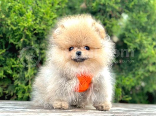 Ayicik Surat Mini Boy Pomeranian Boo Bebekler görsel