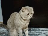 Ücretsiz Cins Kedi