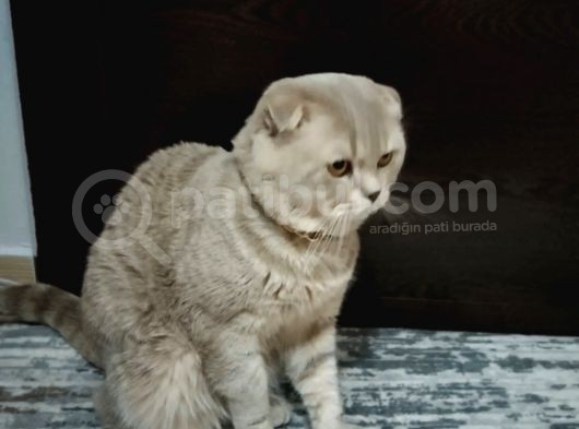 Ücretsiz Cins Kedi