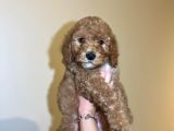 Red Toy Poodle Yavrum