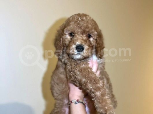 Red Toy Poodle Yavrum görsel