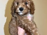 Red Toy Poodle Yavrum