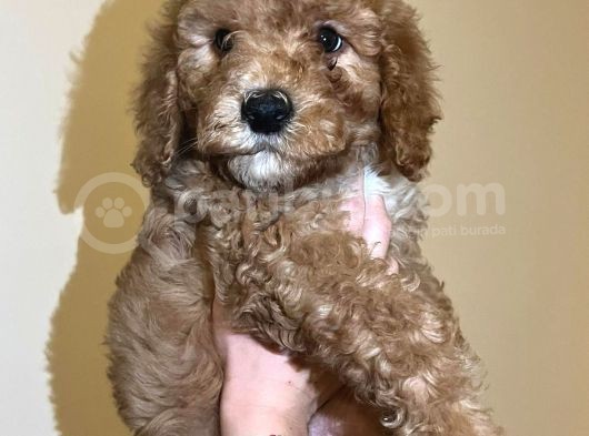 Red Toy Poodle Yavrum görsel