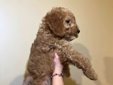 Red Toy Poodle Yavrum
