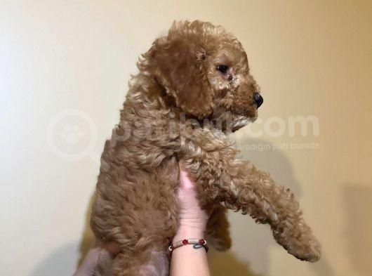 Red Toy Poodle Yavrum görsel