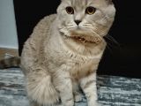Ücretsiz Cins Kedi