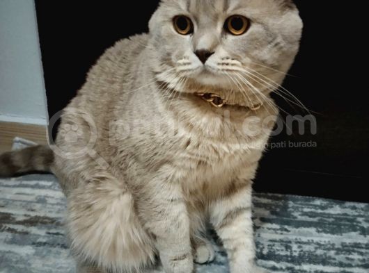Ücretsiz Cins Kedi görsel
