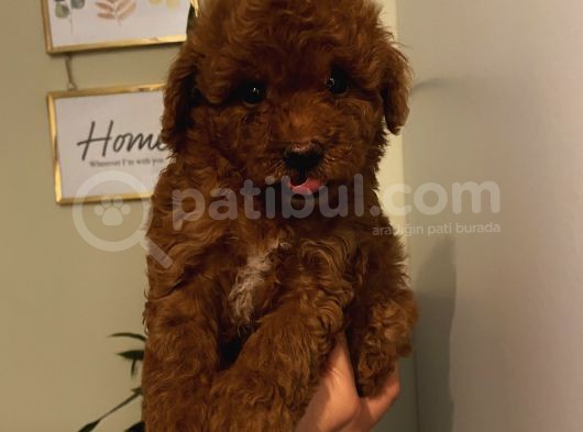 Çocuklarınıza En İyi Arkadaş Toypoodle Bebişler görsel