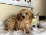 Tüy Dökmez Maltipoo Orjinal Safkan Hipoalerjenik Garantili