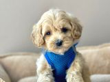 Efsane Guzellikte Maltipoo Bebekler