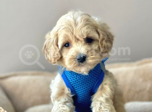 Efsane Guzellikte Maltipoo Bebekler görsel