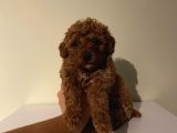 Çocuklarınıza En İyi Arkadaş Toypoodle Bebişler