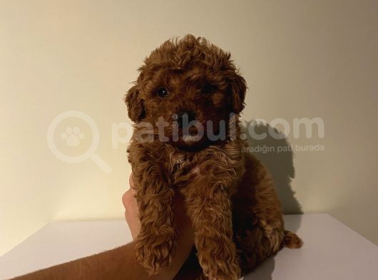 Çocuklarınıza En İyi Arkadaş Toypoodle Bebişler görsel