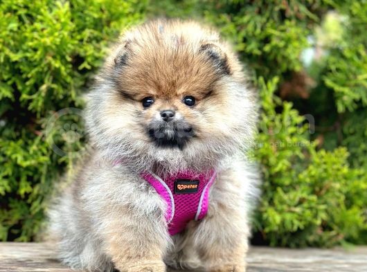 Safkan Teddy Face Pomeranian Boo Yavruları görsel