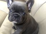 Blue Gri Füme Mavi Gözlü Fransızbulldog Basık Burun Safkan Orjinal