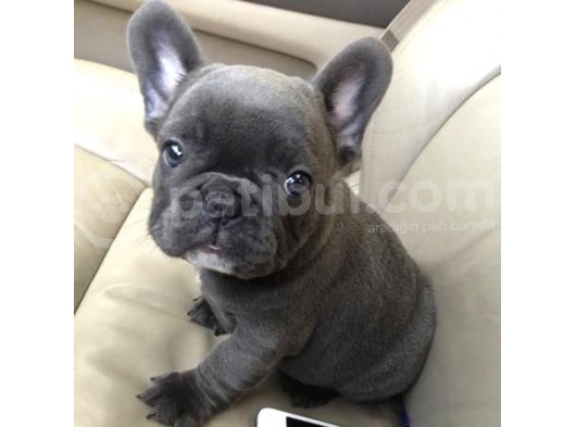 Blue Gri Füme Mavi Gözlü Fransızbulldog Basık Burun Safkan Orjinal görsel